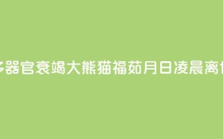 多器官衰竭 大熊猫“福茹”8月16日凌晨离世